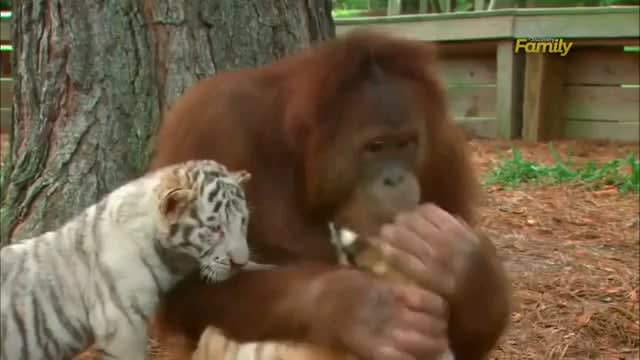 Orangutan with tiger cubs.