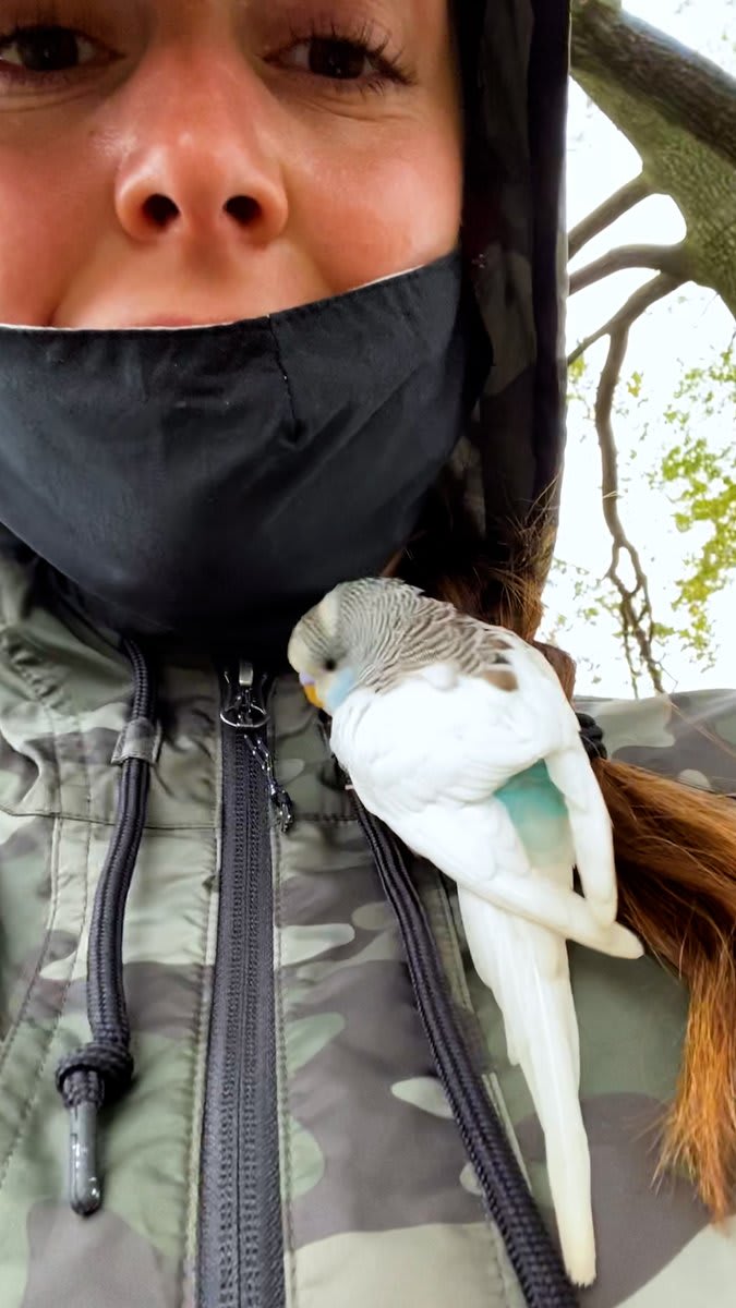 Woman finds an abandoned little parakeet in New York City and he makes her his snuggling partner 💙