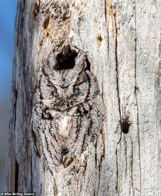 Owl camouflaging into tree trunk.