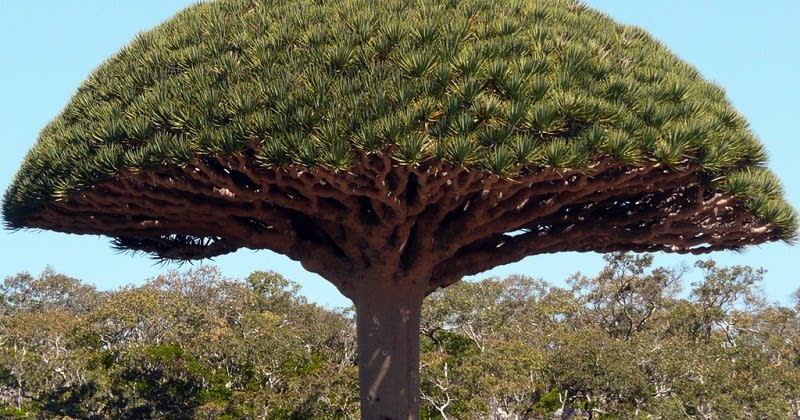 Socotra Island - The most alien-looking place on Earth