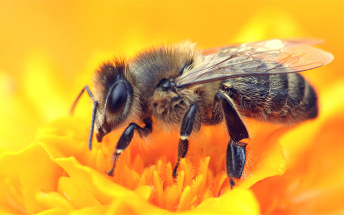 Honey Bee: 7 Awesome Facts About Honey Bees