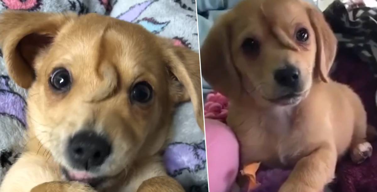 Narwhal The Unicorn Puppy With Tail On His Head Finds Forever Home