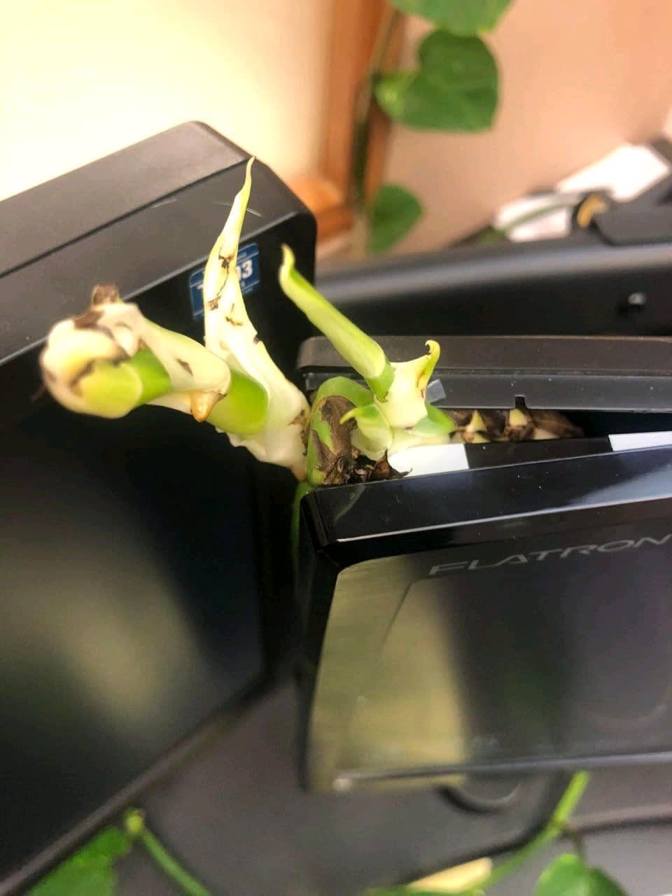 Houseplant sprouted into the monitor through HMDI connector