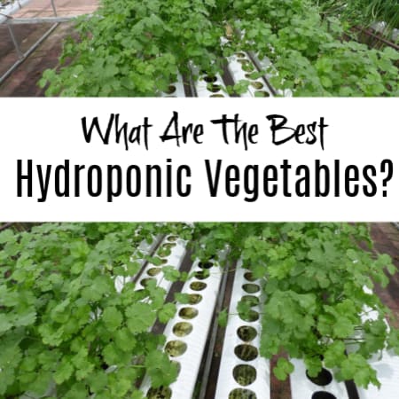 What Are The Best Hydroponic Vegetables?