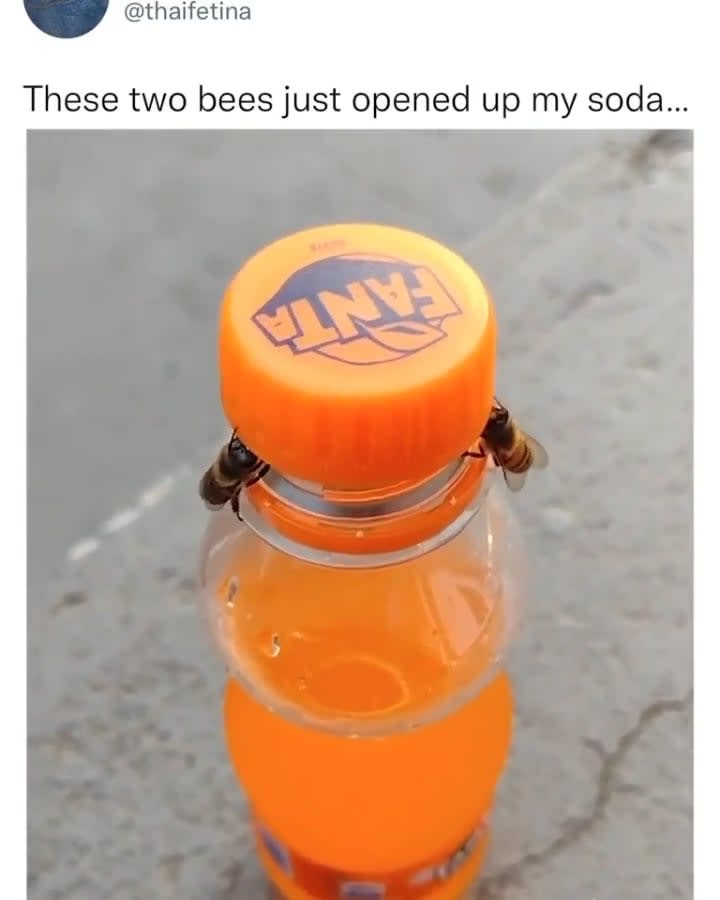 Bees opening up a soda