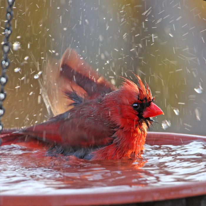 Splish, Splash: Why Do Birds Take Baths?