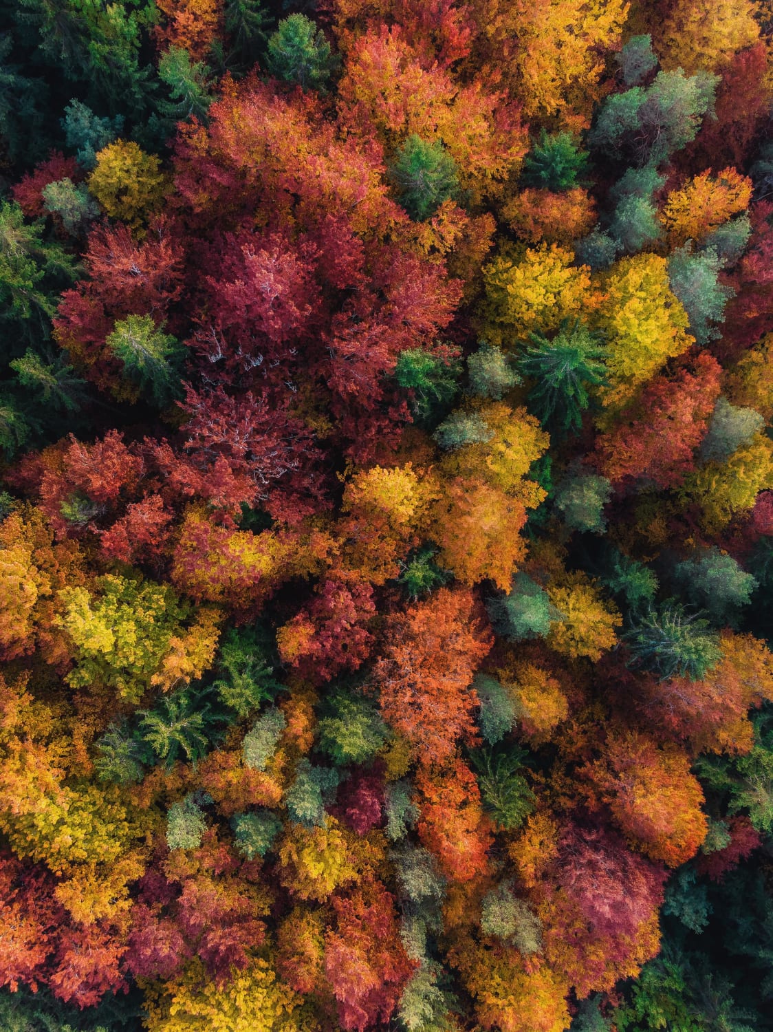 Autumn forest from a birds eye view. Nürnberg, Germany