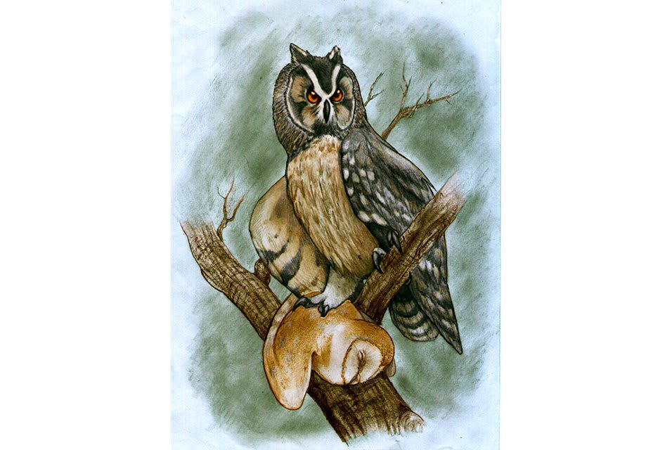 This Giant Prehistoric Owl Was an Actual Cannibal