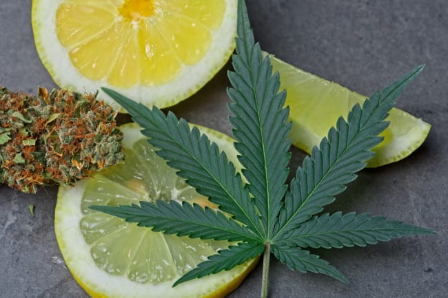 Terpenes: The Little-Known Compounds That Make Cannabis a Better Medicine