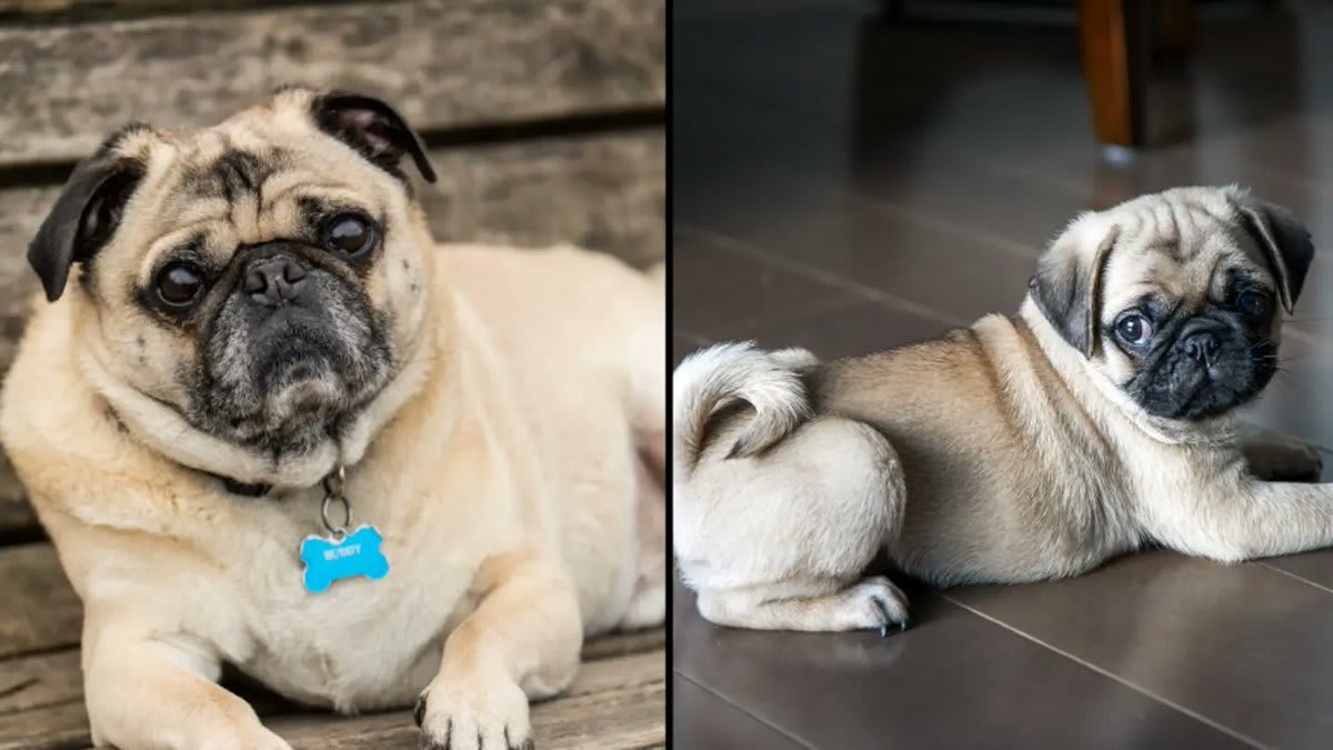 🔔 | Vets have warned that pugs can no longer be considered a 'typical breed' of dog because of their health issues. More below: