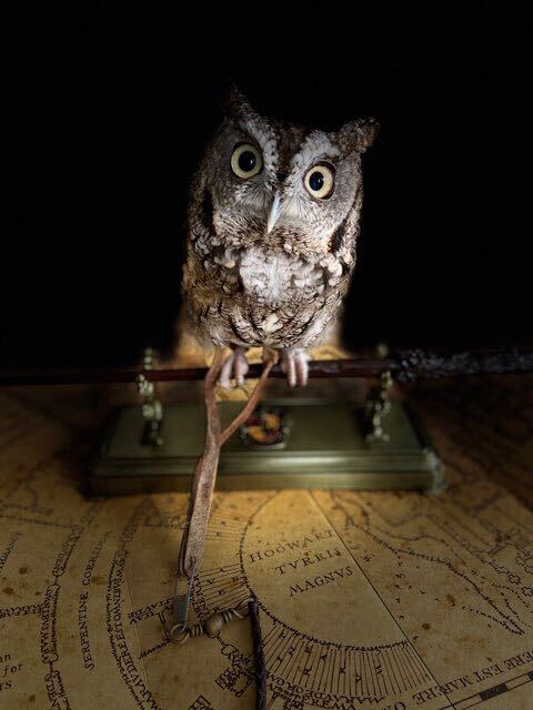 Buster is a superb gray-morph Eastern Screech Owl. He makes an owl-standing educational ambassador, but his small size (and general natural history) ensures that he's a horrible mail courier.