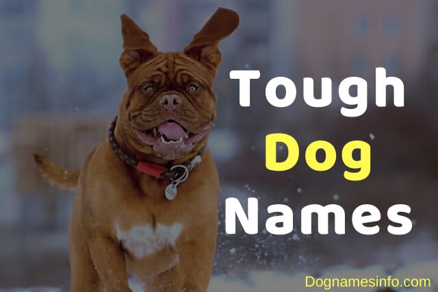 Unique Tough Dog Names: 301+ Best Names for Scary, Strong Dogs