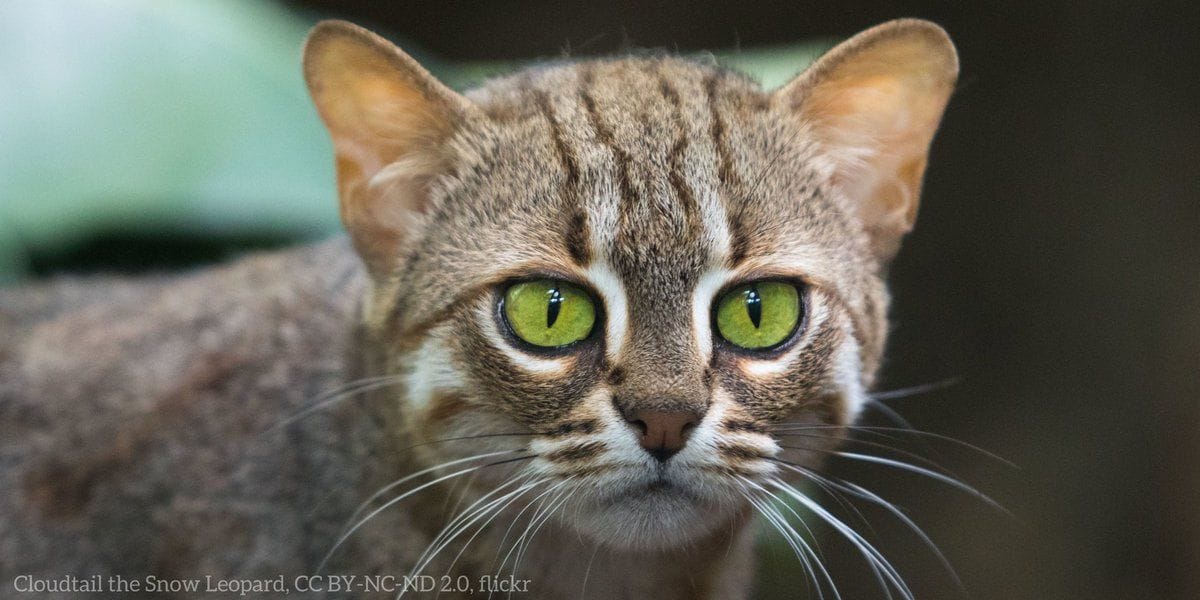 Monday mood? The rusty-spotted cat. Known as the “hummingbird of cats ...