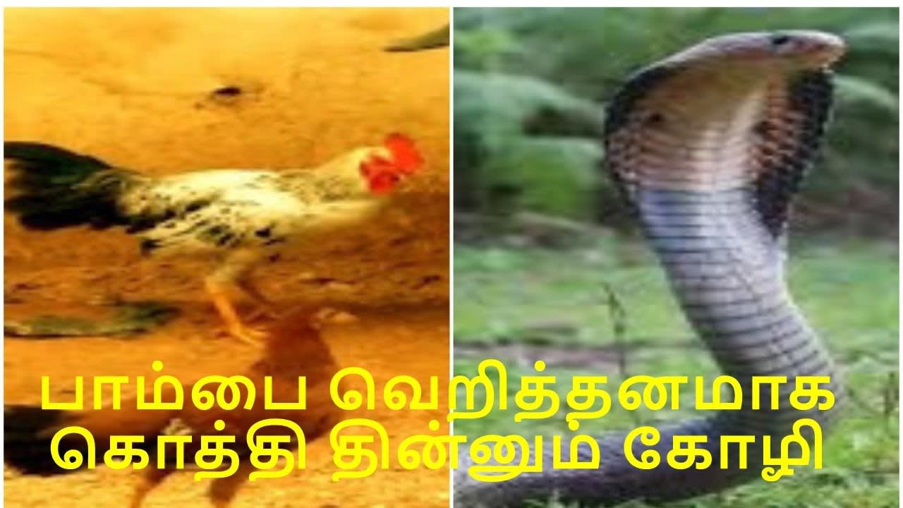 Rooster kills, eats Snake Real HD