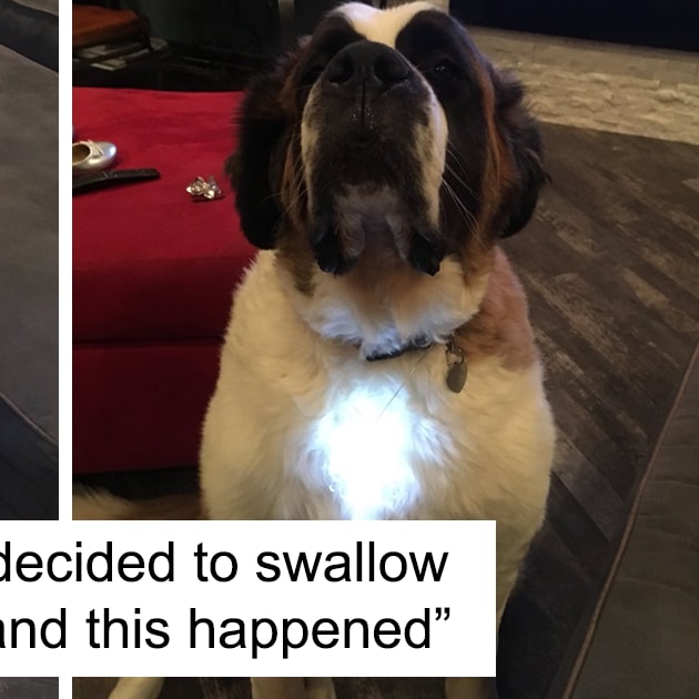 15+ Funny Dog Tweets Every Dog Owner Should See ASAP