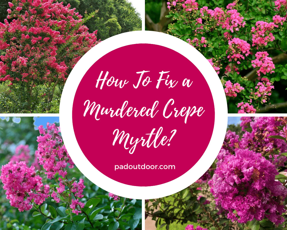How To Fix a Murdered Crepe Myrtle?