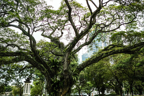 How Singapore's 'Tree Doctors' Treat Their Giant Patients