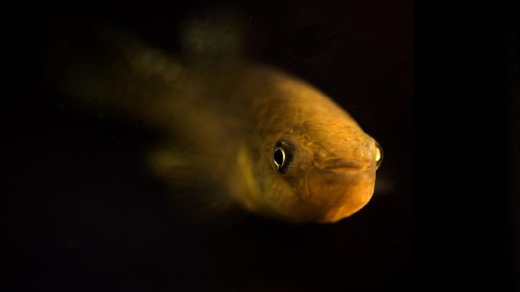 This Fish Has Adapted To Lethal Levels Of Water Pollution By Making Hybrid Babies