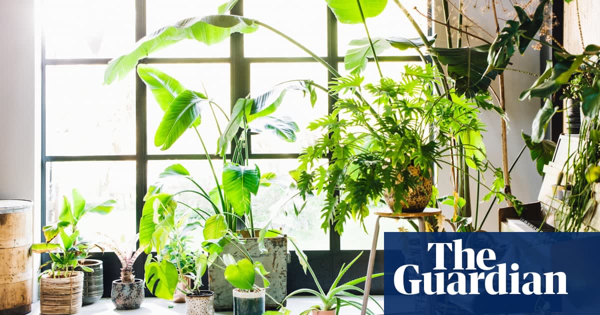 How to grow houseplants fit for the Chelsea flower show