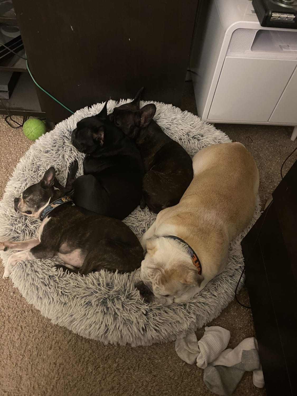 My doggies all sleeping together. It’s my smush face crew.