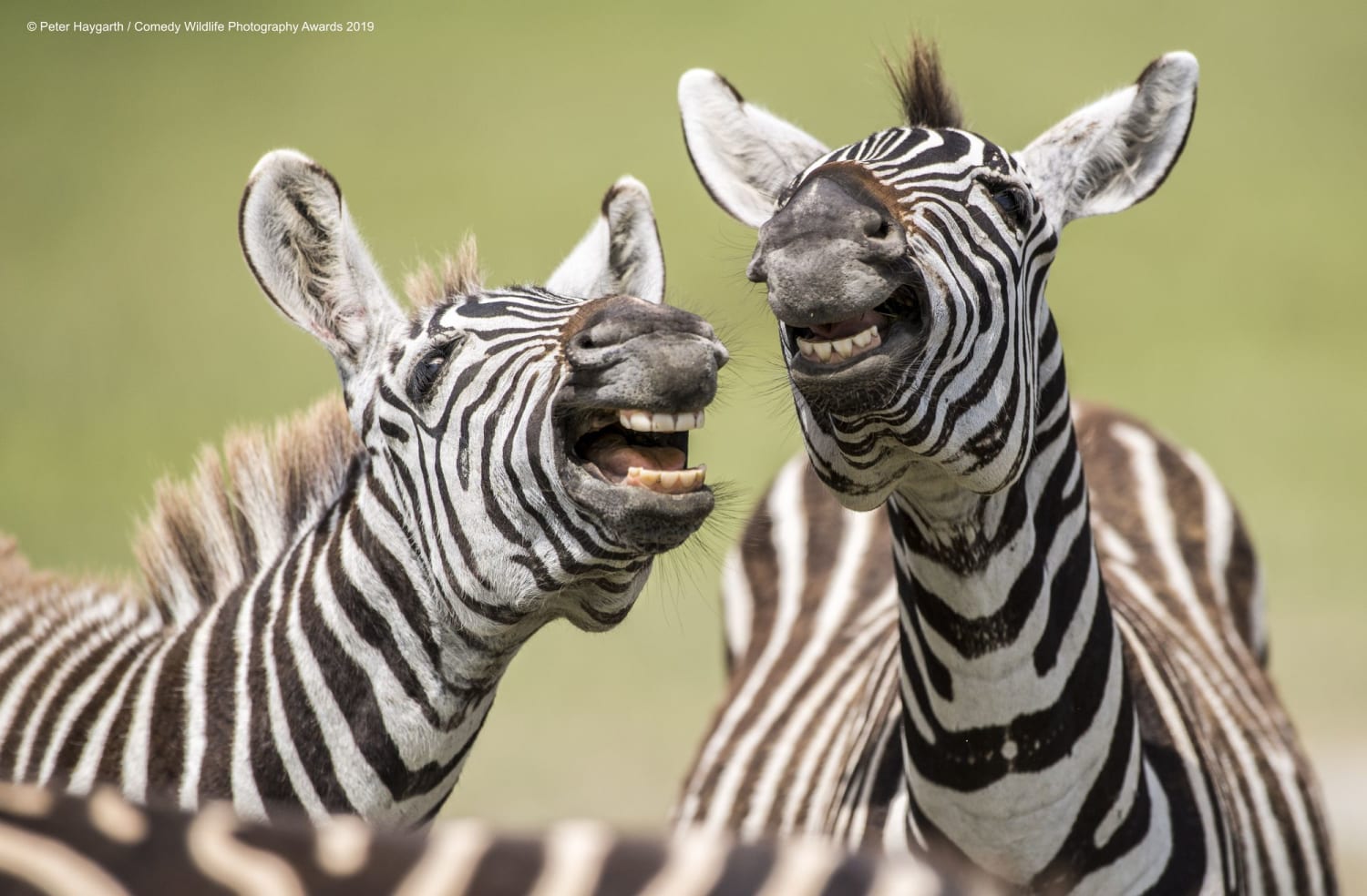 Comedy Wildlife Photography Awards finalists show the bright and hilarious side of animal life
