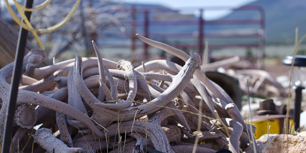Shed-Hunting-Tips – Hunters Freedom