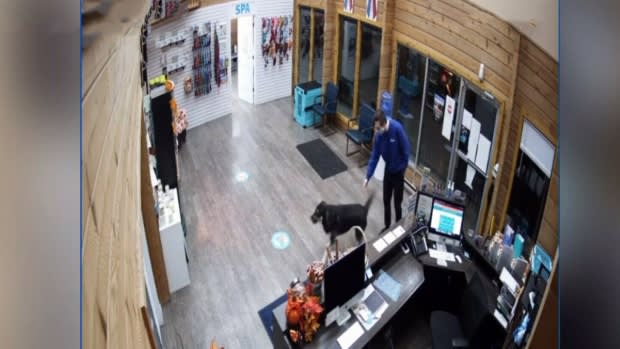 Winnipeg dog escapes yard and heads to pet spa