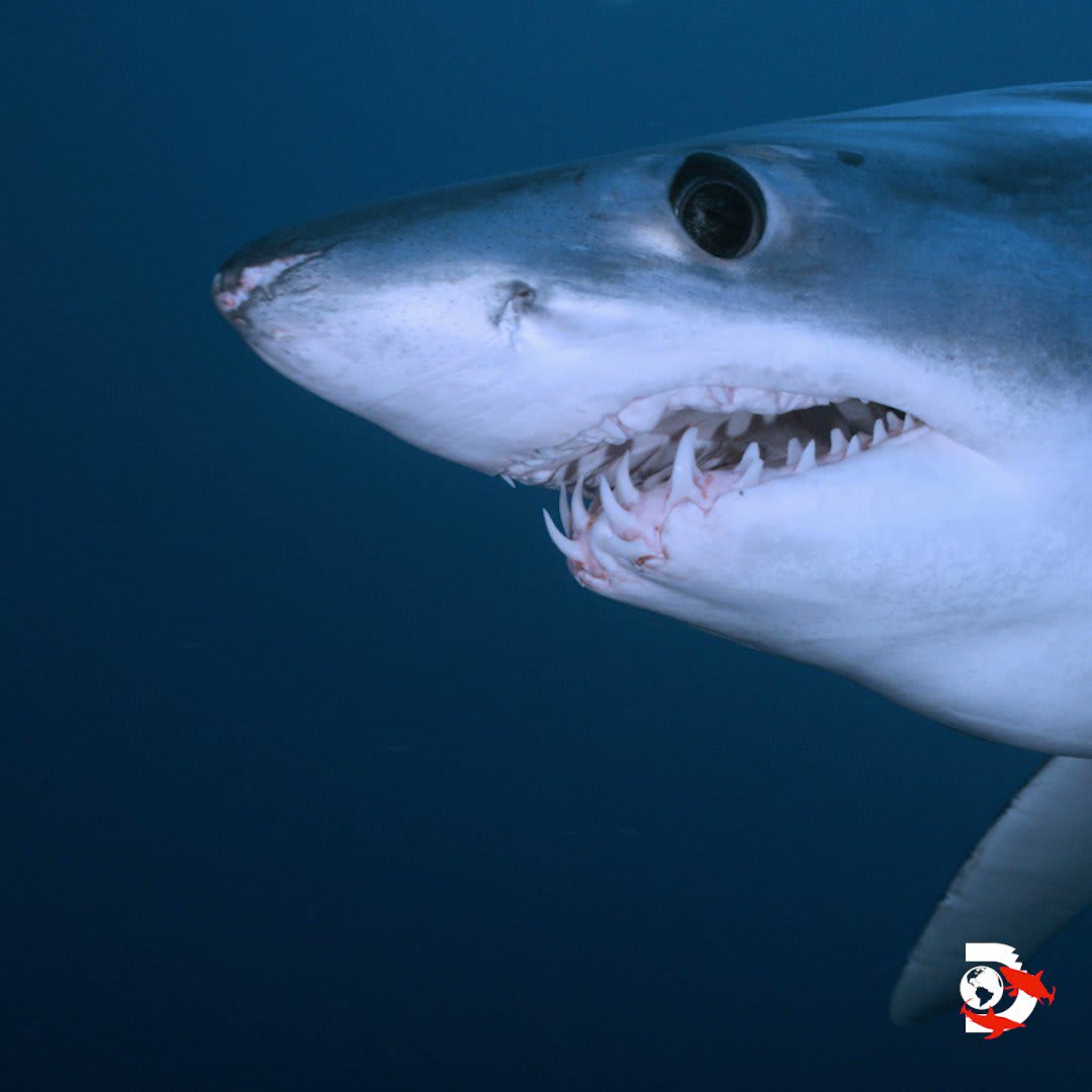 A team of researchers discovered a mysterious group of mako sharks in the Gulf of Mexico who migrate from Florida to Rhode Island. They call these sharks "Mavericks." SharkWeek Monster Mako Under the Rig starts right now on