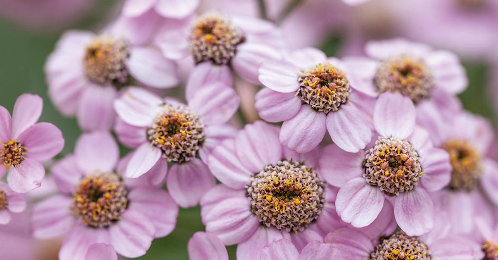 Our garden editor Clare Foster on the best perennials to grow from seed