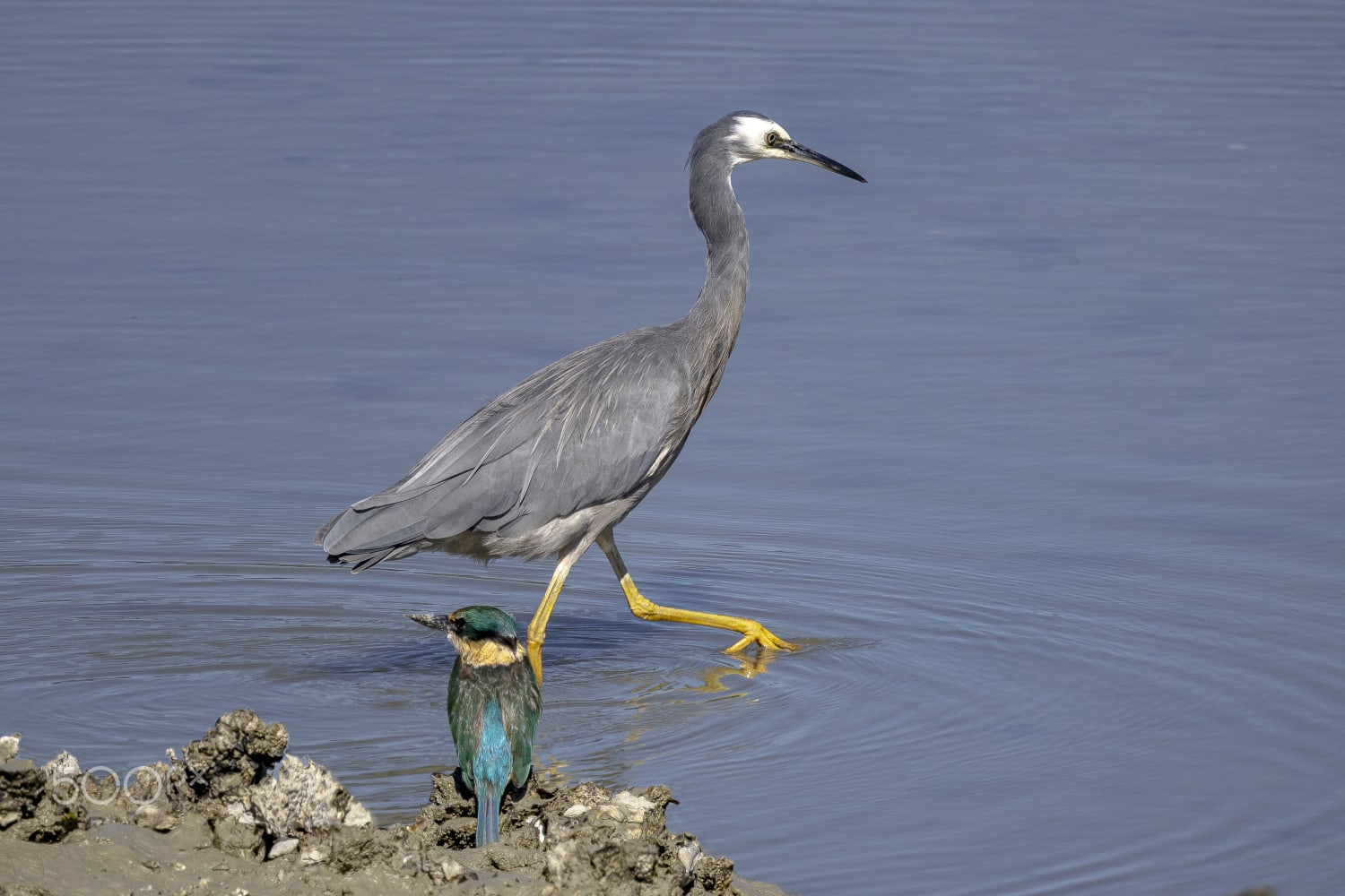 Heron & kingfisher