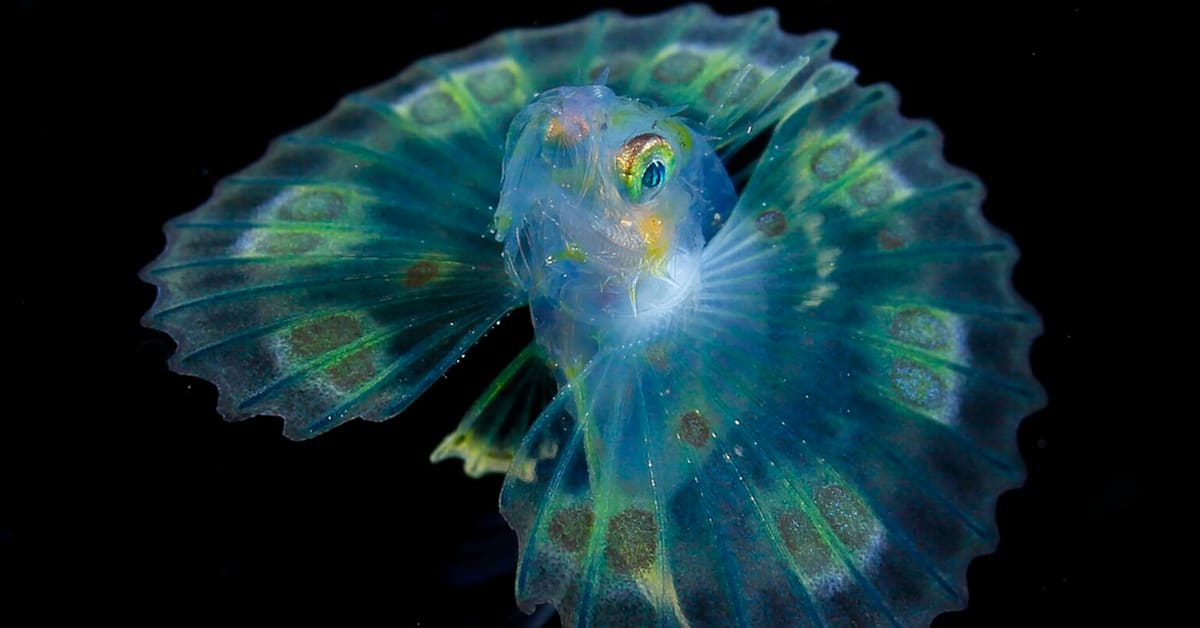 Underwater Photographer Spends 20 Years Capturing Colorful Photos of