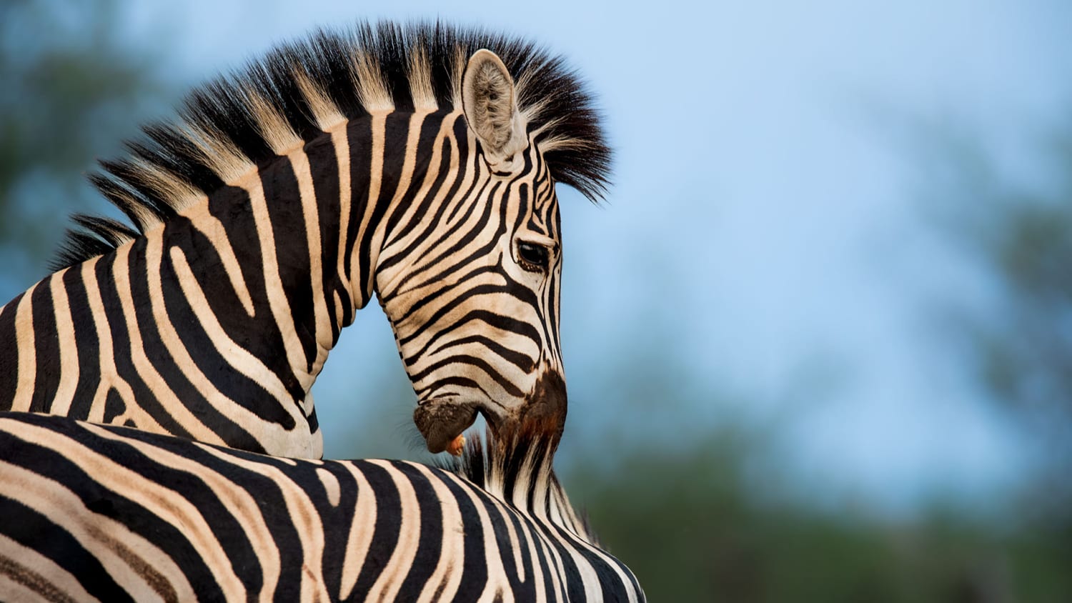 Burchell's zebra