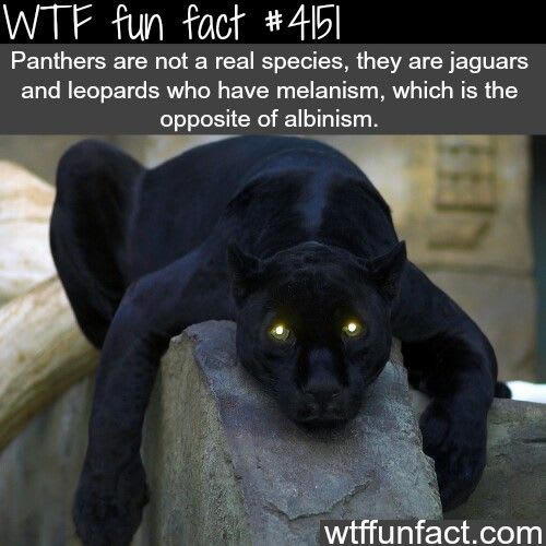 Pin by PandaBear on Wtf facts | Wtf fun facts, Fun facts, Animal facts