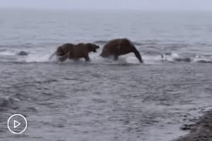 Dramatic Footage Of A Mamma Grizzly Bear Protecting Her Cubs From Bear - Dramatic Footage Of A Mamma Grizzly Bear Protecting Her Cubs From Bear