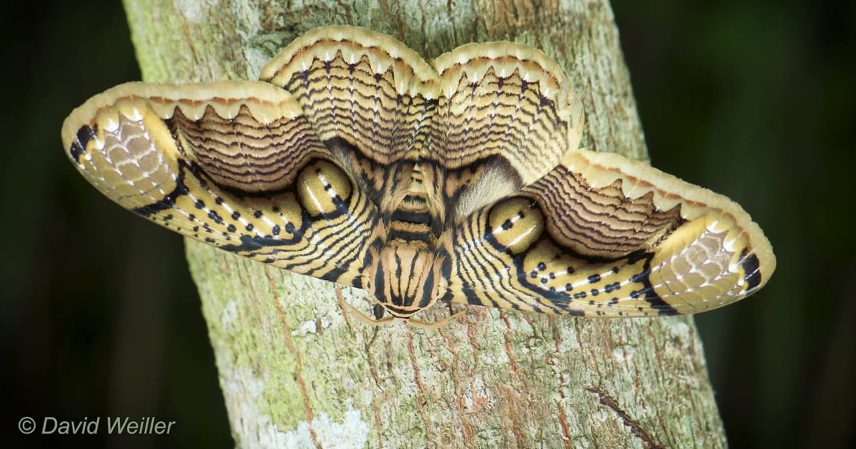Wildlife Photographer Shares Mesmerizing Footage Of A Giant Brahmin Moth With Tiger Eye Wing Pattern