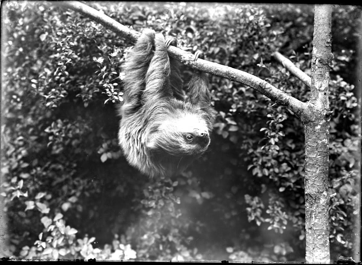 The Smithsonian has a long history with sloths. 🦥 Skeletal remains of extinct giant sloth species have been exhibited since the late 19th century, and the @NationalZoo has been home to the mammals since 1900. Learn more for InternationalSlothDay →