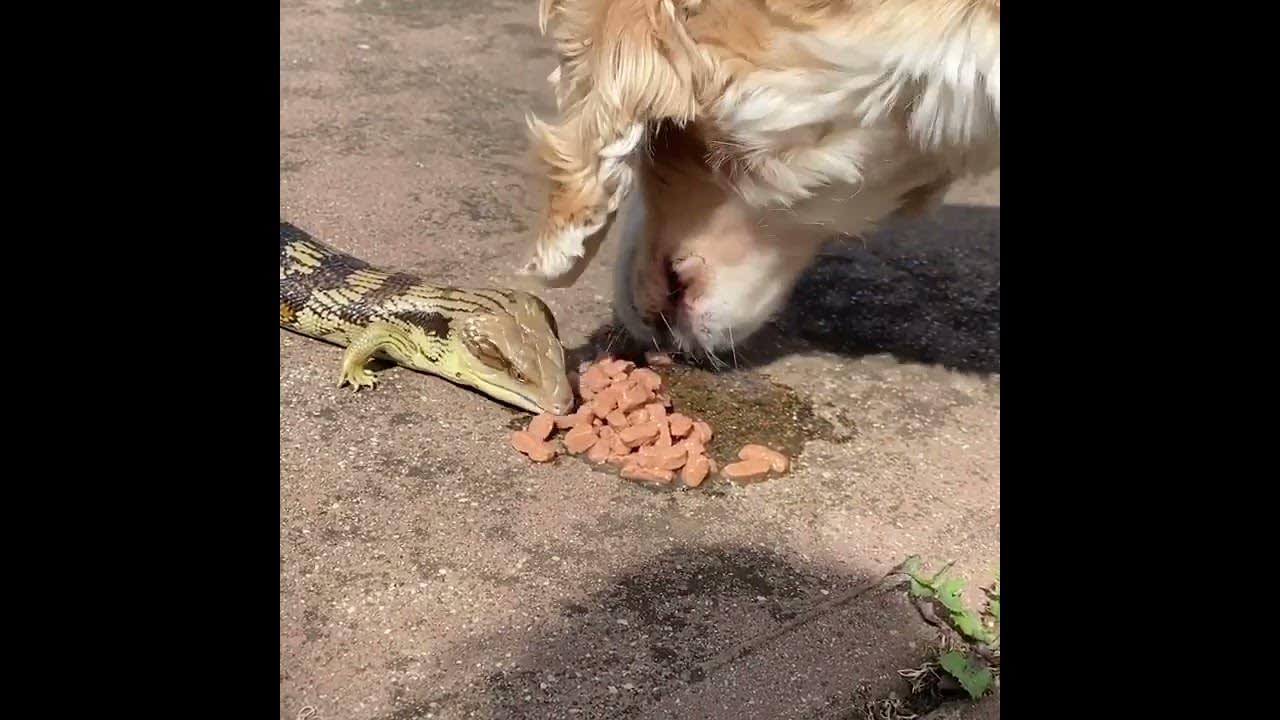 Dog Shares Their Food With Blue Tongued Skink Lizard - 1170446