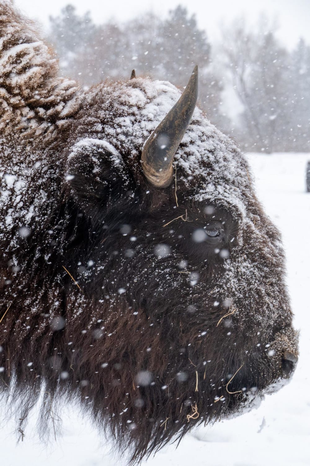 ITAP of bison during a snow