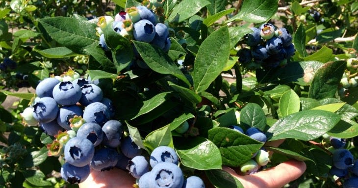 10 Tips On How To Grow Blueberries