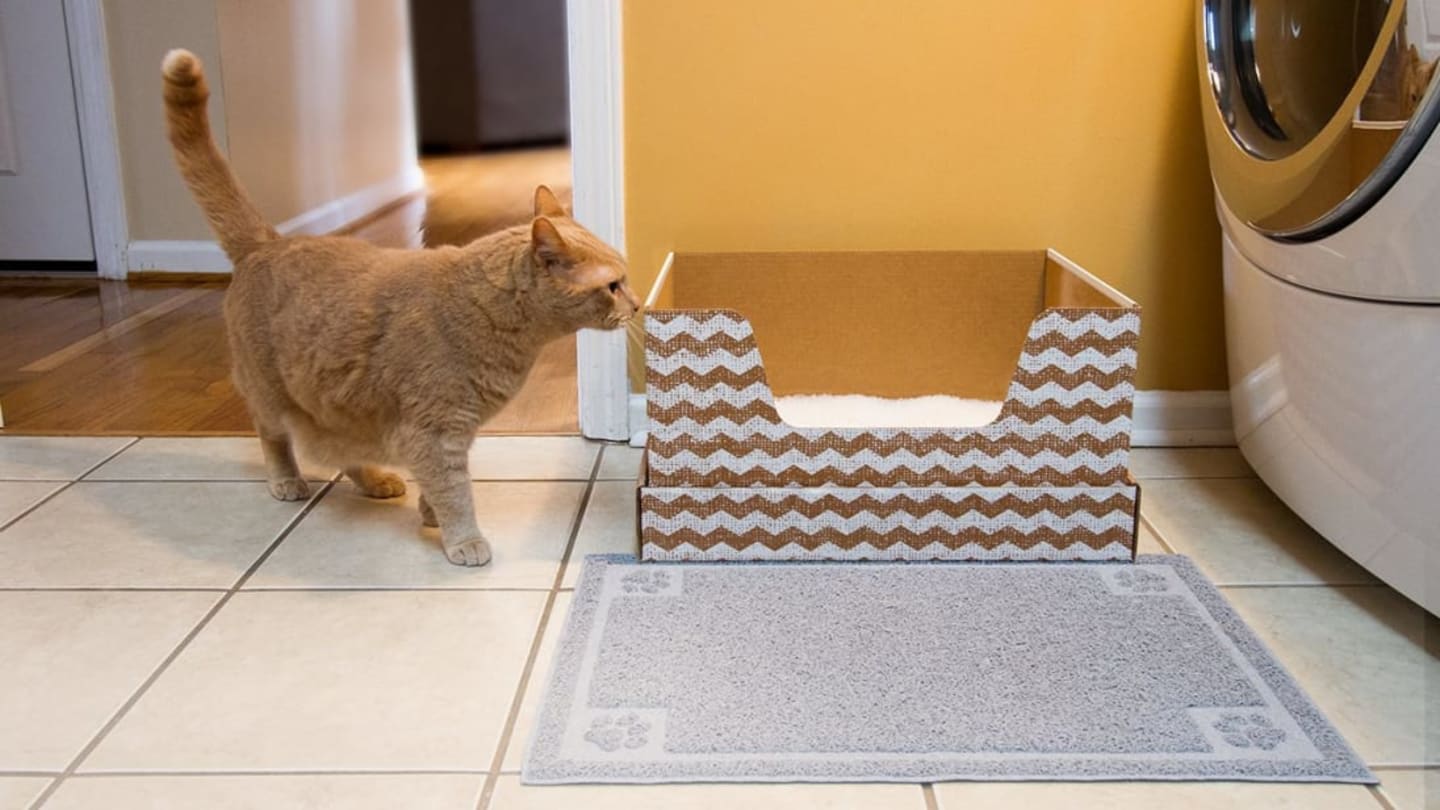 Get Cat Litter and a New Disposable Litter Box Every Month With This Subscription Service