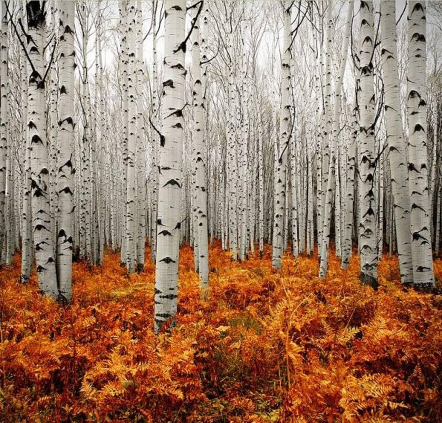This Forest In Colorado