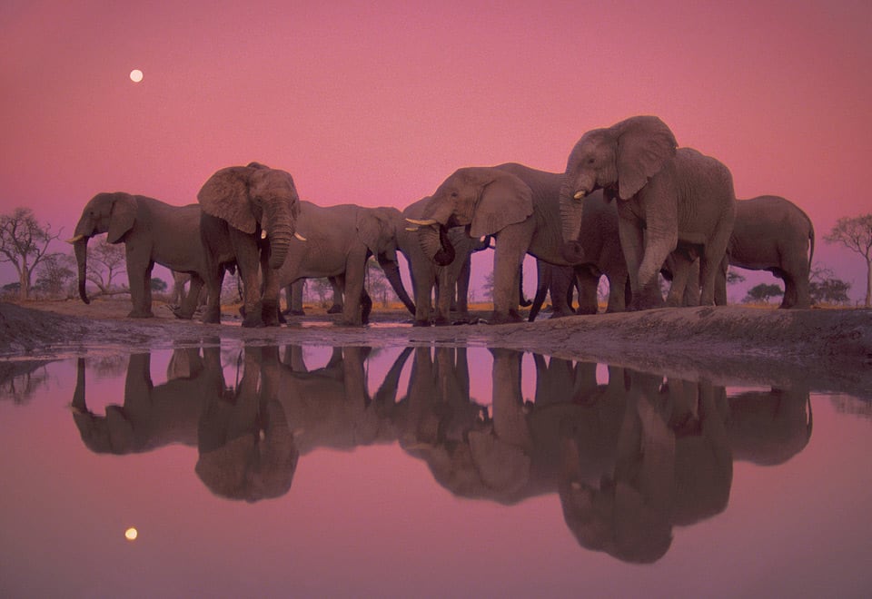 http://onebigphoto.com/uploads/2012/01/twilight-of-the-giant-elephants.jpg