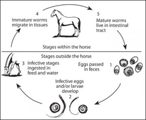 Deworming your horse