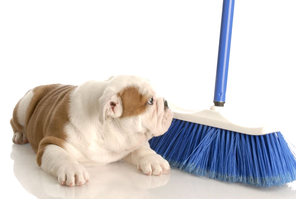 Hair Everywhere? 5 Easy Ways to Keep Your House Clean With Pets