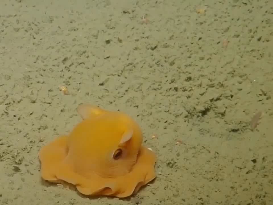 This little fella who is trying to hide behind his own tentacles is a Flapjack octopus. They are so ‘cute and adorable’ that the scientists initially wanted to give it the specific name "adorabilis". There is a pink flapjack octopus named pearl in Disney/Pixar's 2003 animated film, Finding Nemo.