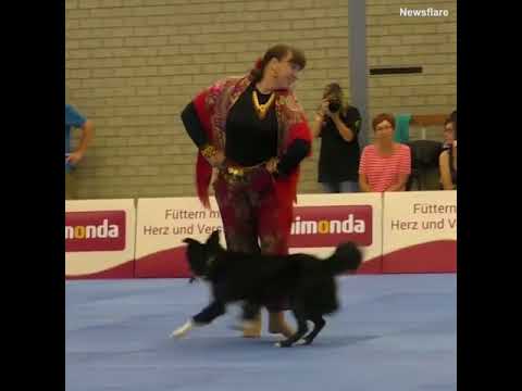 Viral TRND Border collie and owner wow audience with captivating