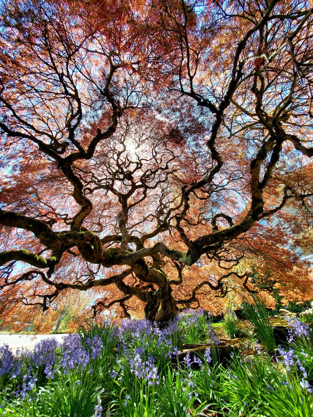 A tree in Oregon.