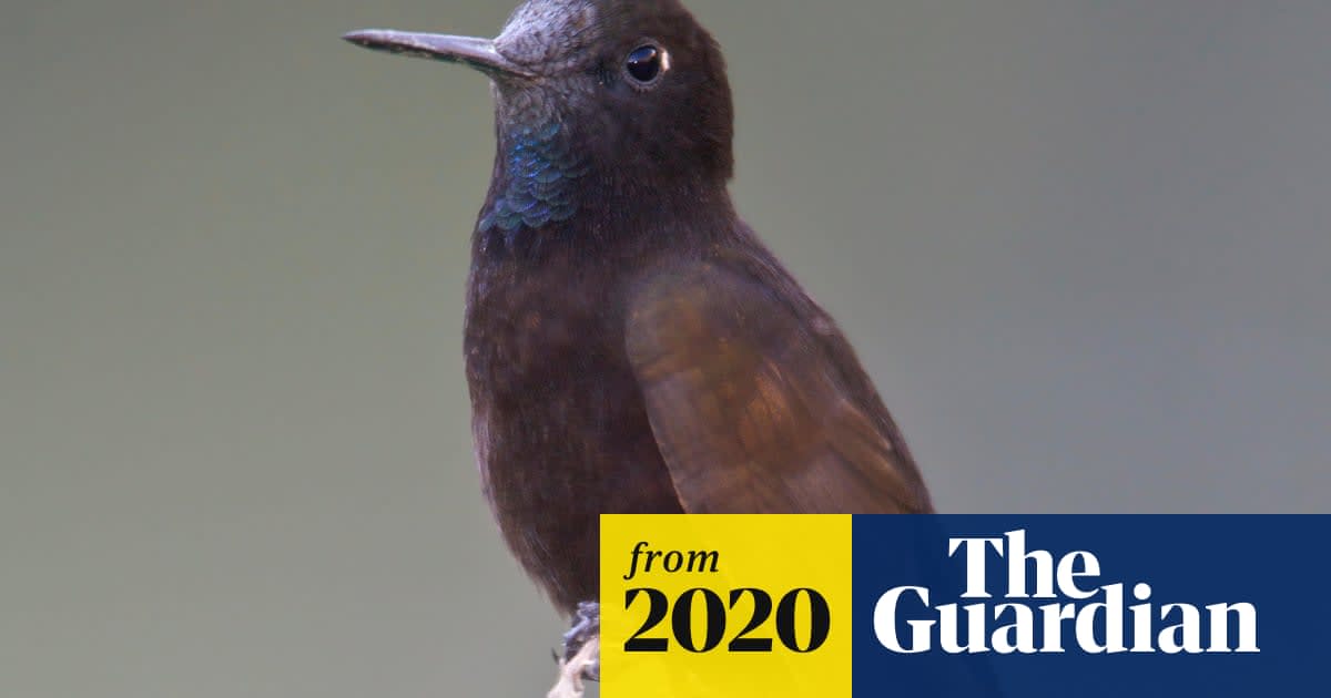 Hummingbird's temperature can fall to 3.3C at night to preserve energy | Birds
