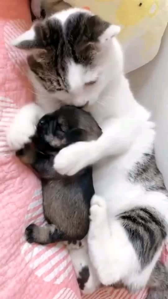 Cat and puppy sleeping together