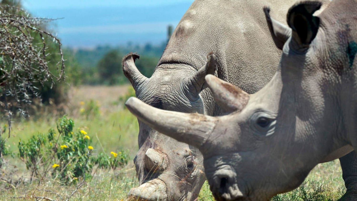 Eggs fertilised from final two females of near-extinct northern white rhino in Kenya